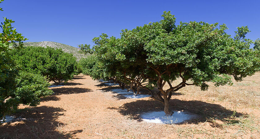 Sakız Adası Turu - Günübirlik