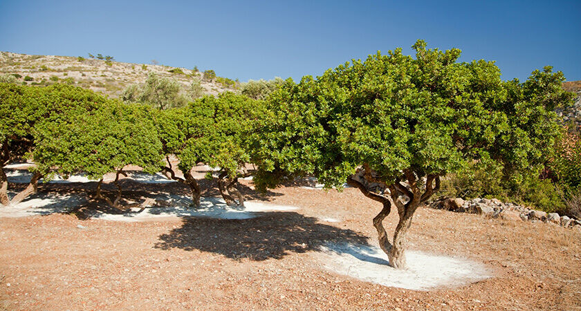 Sakız Adası Turu  – 2 GECE 3 GÜN